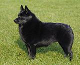 Schipperke 9T065D-174